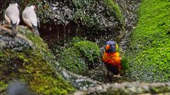 bunter Vogel im Wasser