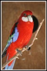 Bunter Vogel im Wildpark Klaushof