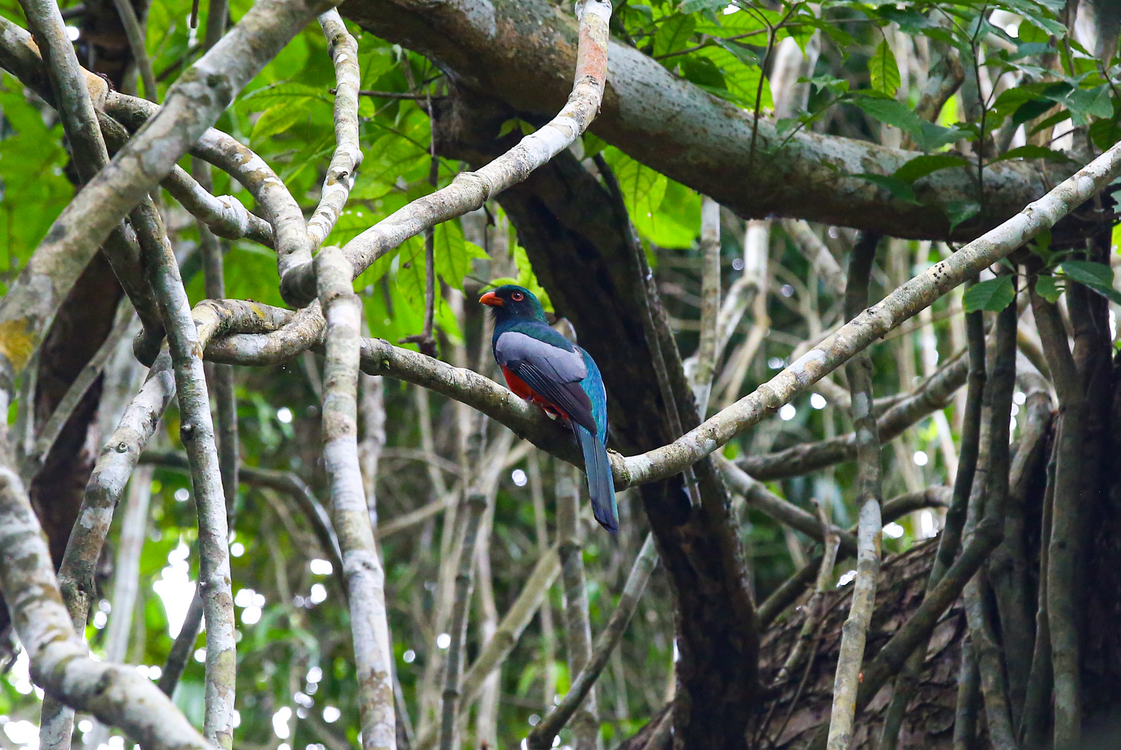 Bunter Vogel in Lamanai