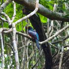 Bunter Vogel in Lamanai