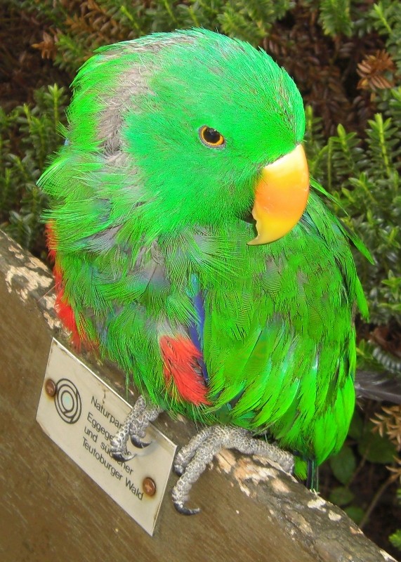Bunter Vogel in RGB