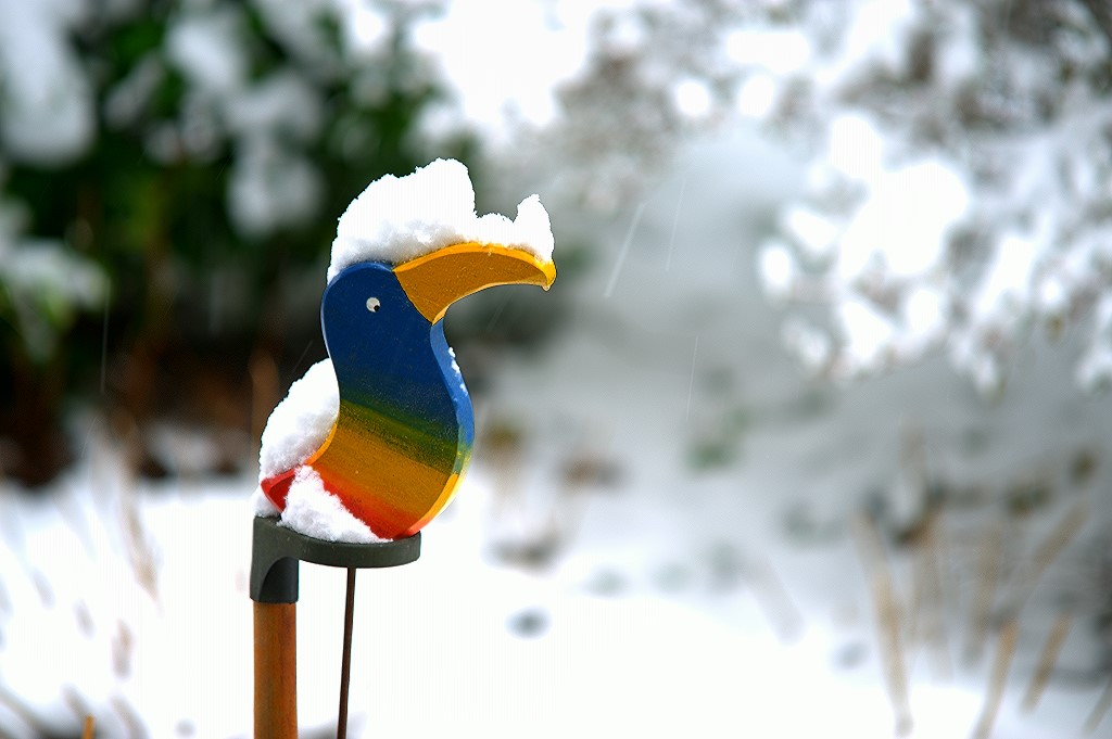 Bunter Vogel in weißem Schnee