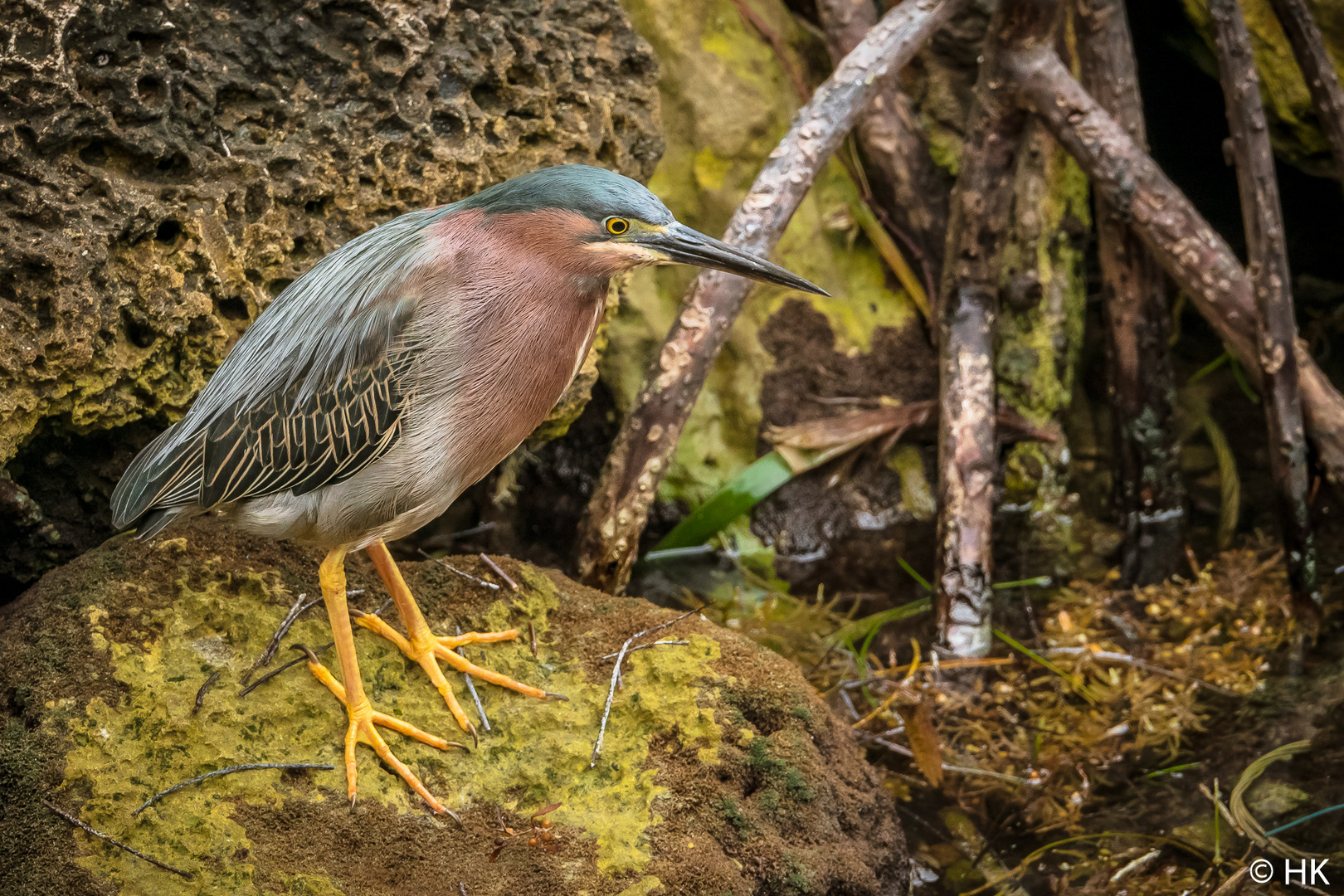 Bunter Vogel mit gelben Füßen