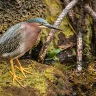 Bunter Vogel mit gelben Füßen