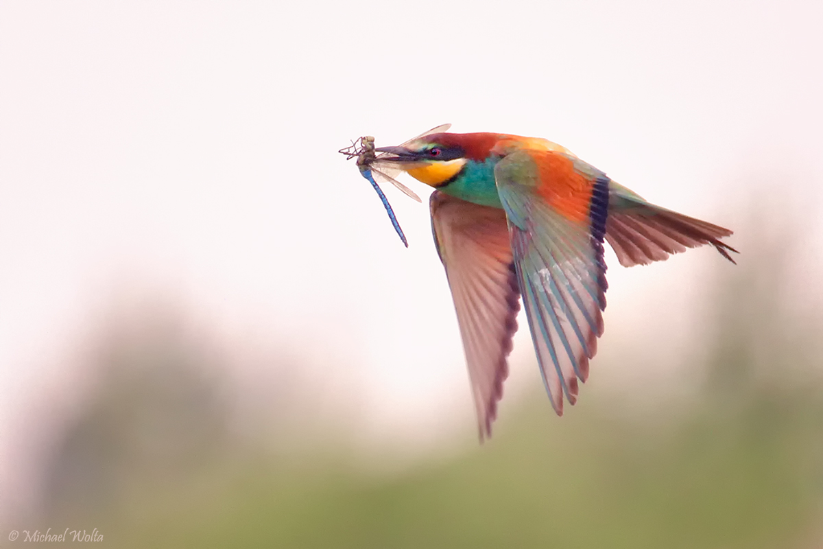 Bunter Vogel vor grauem Himmel