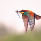 Bunter Vogel vor grauem Himmel