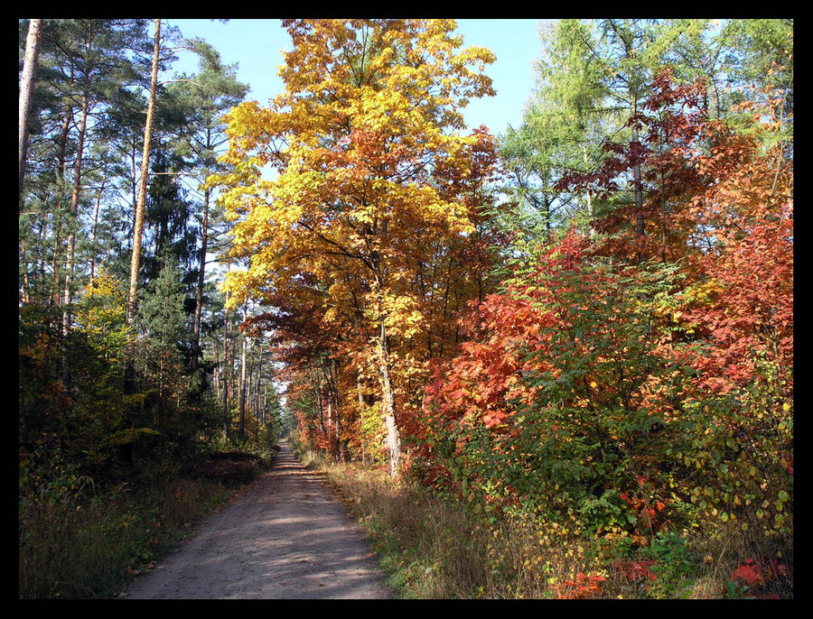 Bunter Wald 2