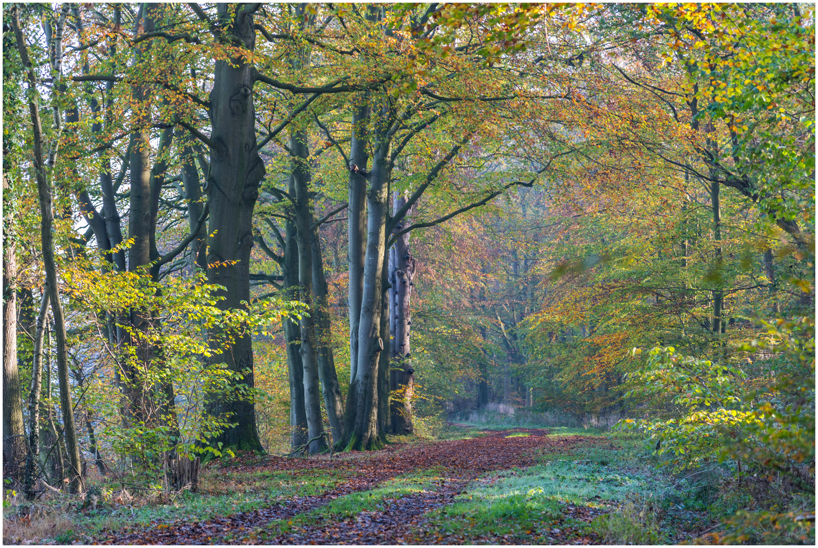 bunter Wald