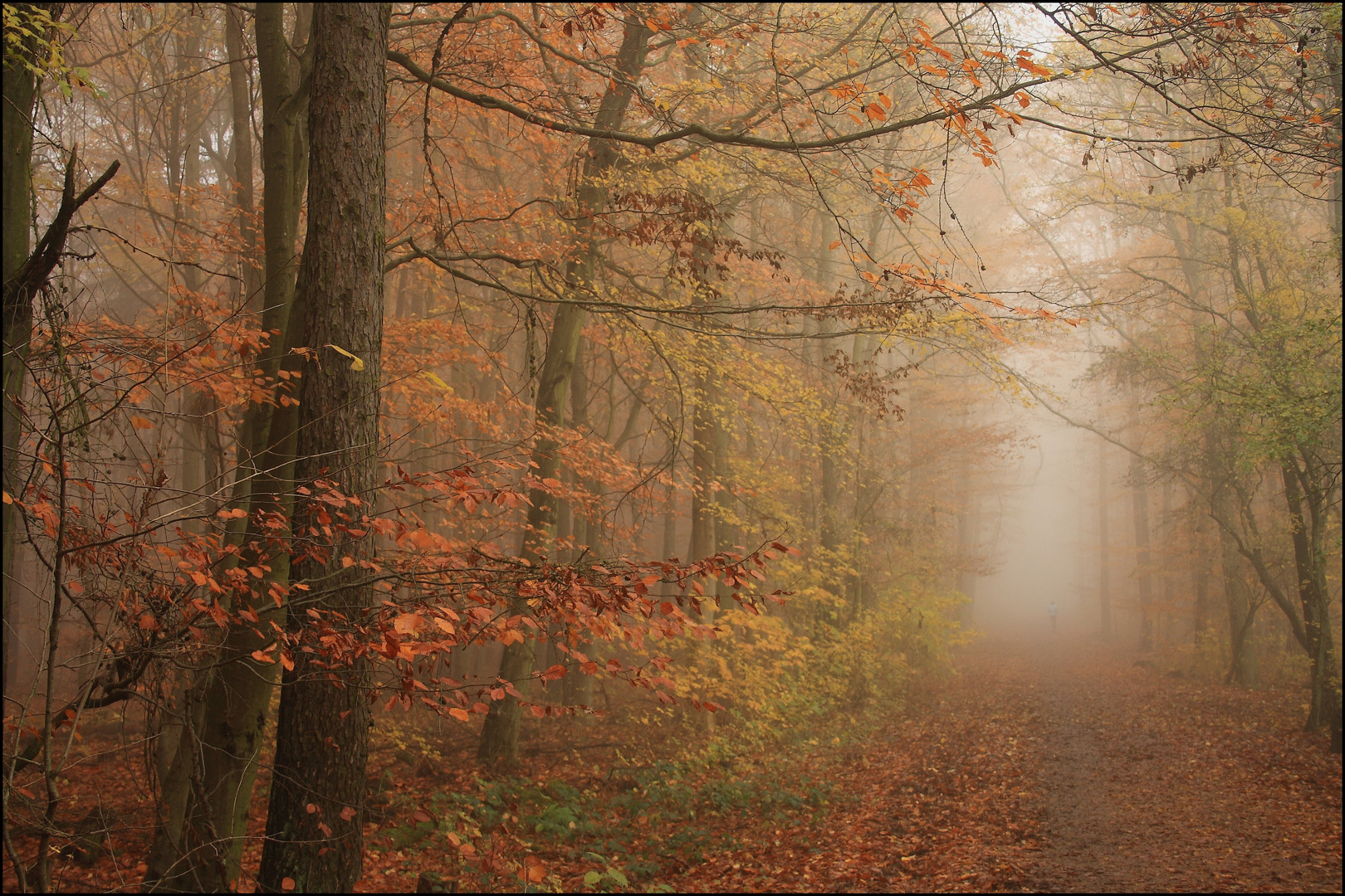 bunter wald im nebel