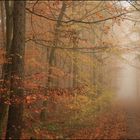 bunter wald im nebel