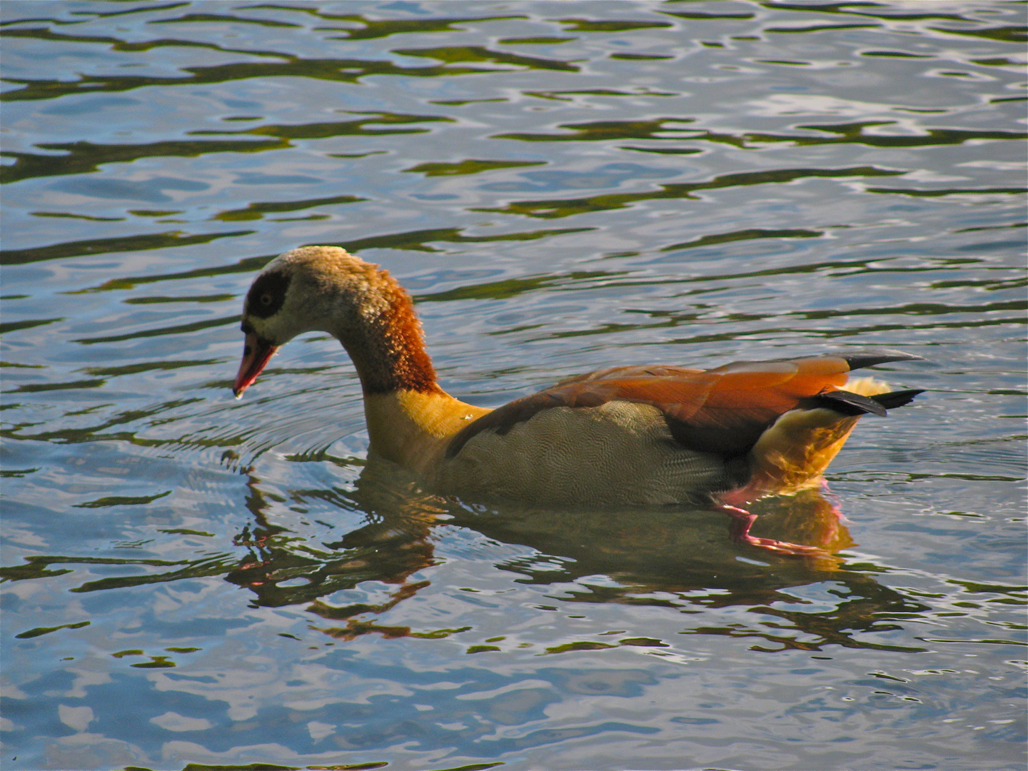 ..bunter Wasservogel..