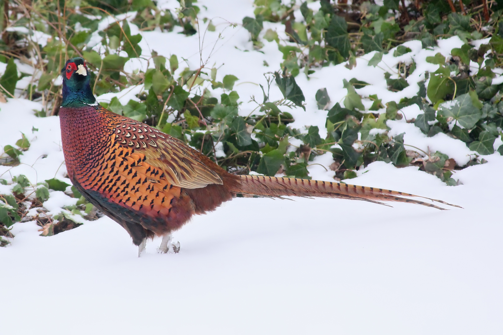 bunter Winter-Gast im Garten  -  colorful winter-guest in the garden