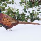 bunter Winter-Gast im Garten  -  colorful winter-guest in the garden