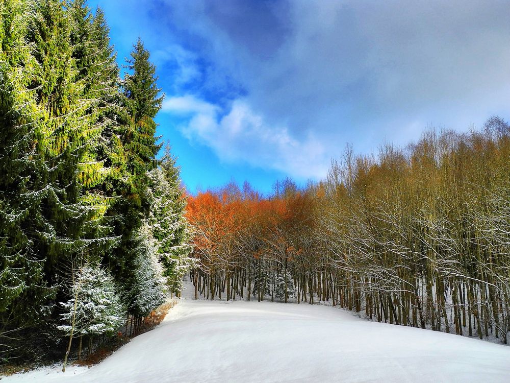 Bunter Winterwald Foto & Bild wald, kalt, tannen Bilder auf