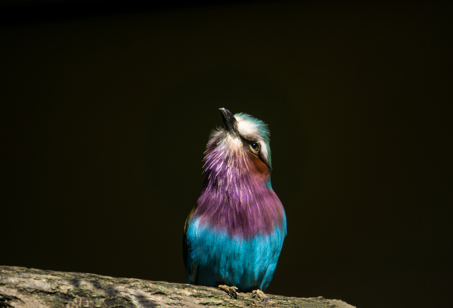 BunterVogel