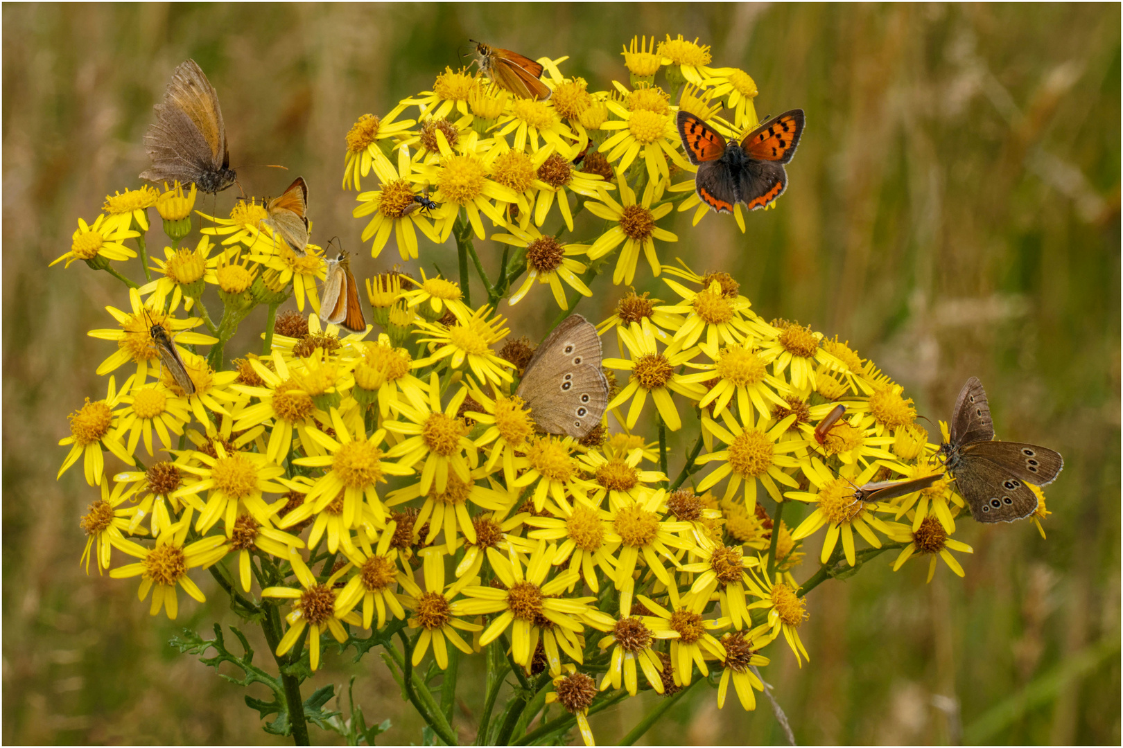 buntes Allerlei  .....