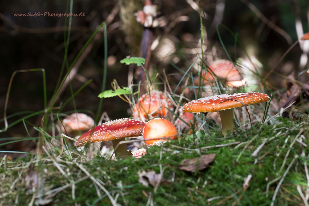 Buntes Allerlei