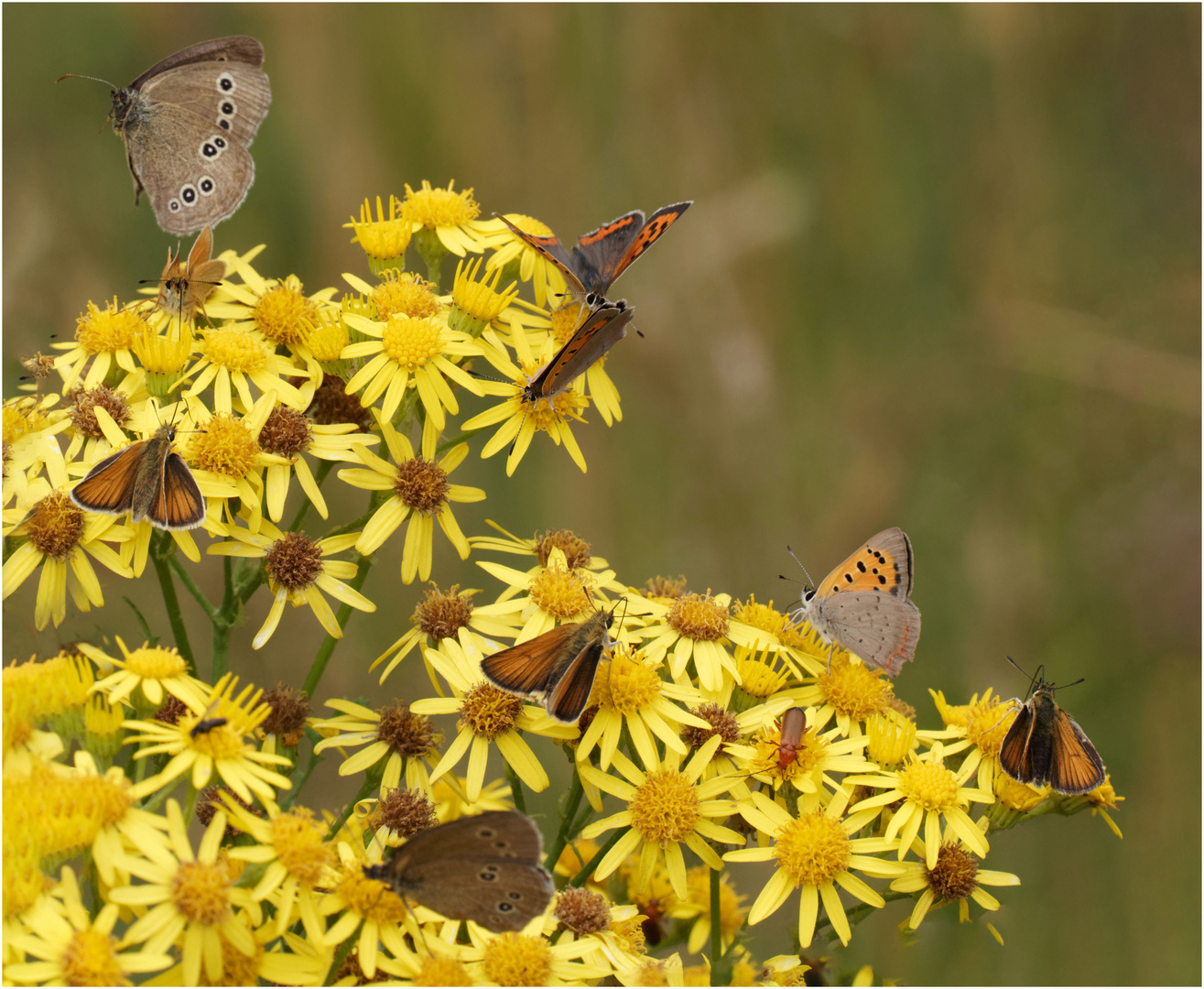 buntes Allerlei ..... II