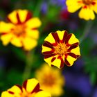 Buntes Allerlei - Tagetes, auch Studentenblume