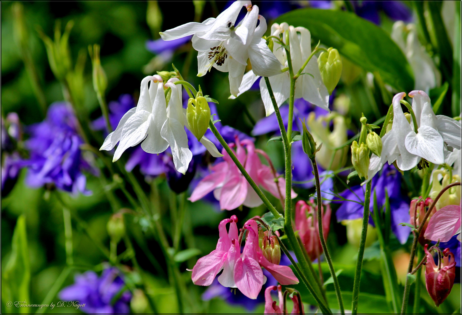 Buntes Allerlei von der Akelei ) Foto & Bild natur, pflanzen