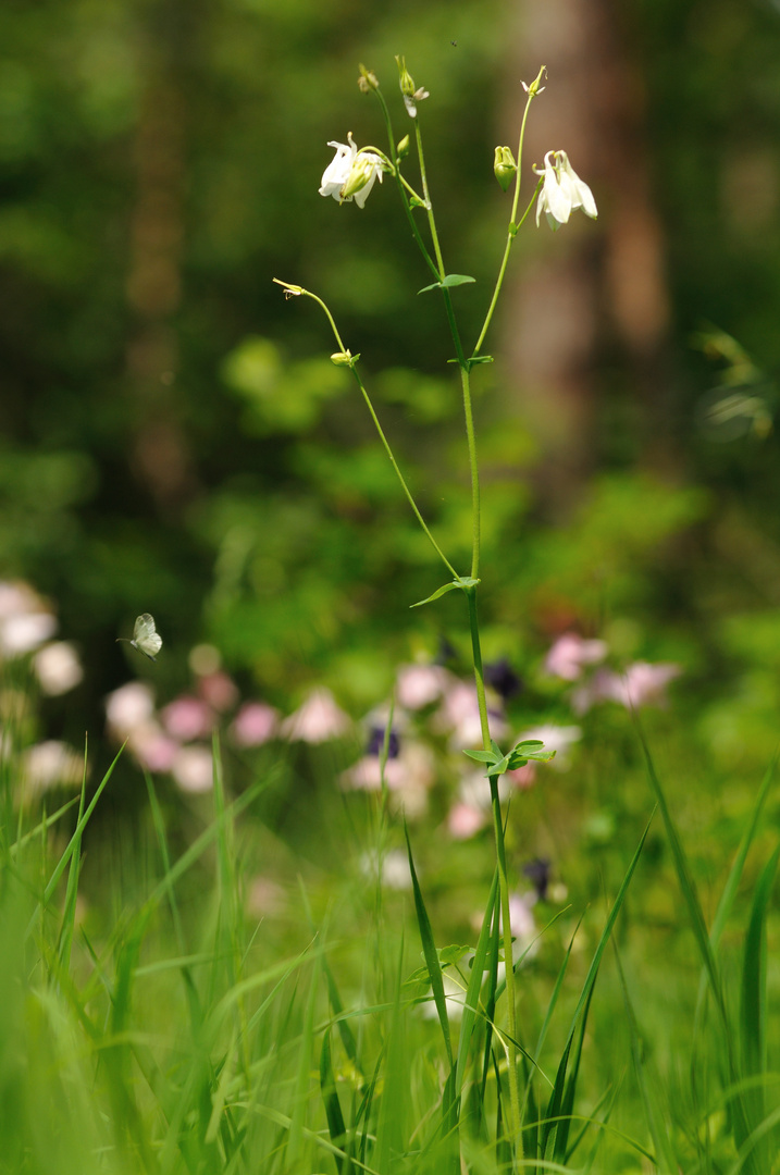 Buntes am Wegesrand