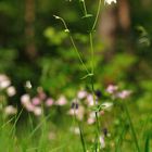 Buntes am Wegesrand