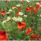 Buntes auf den Sommerwiesen 