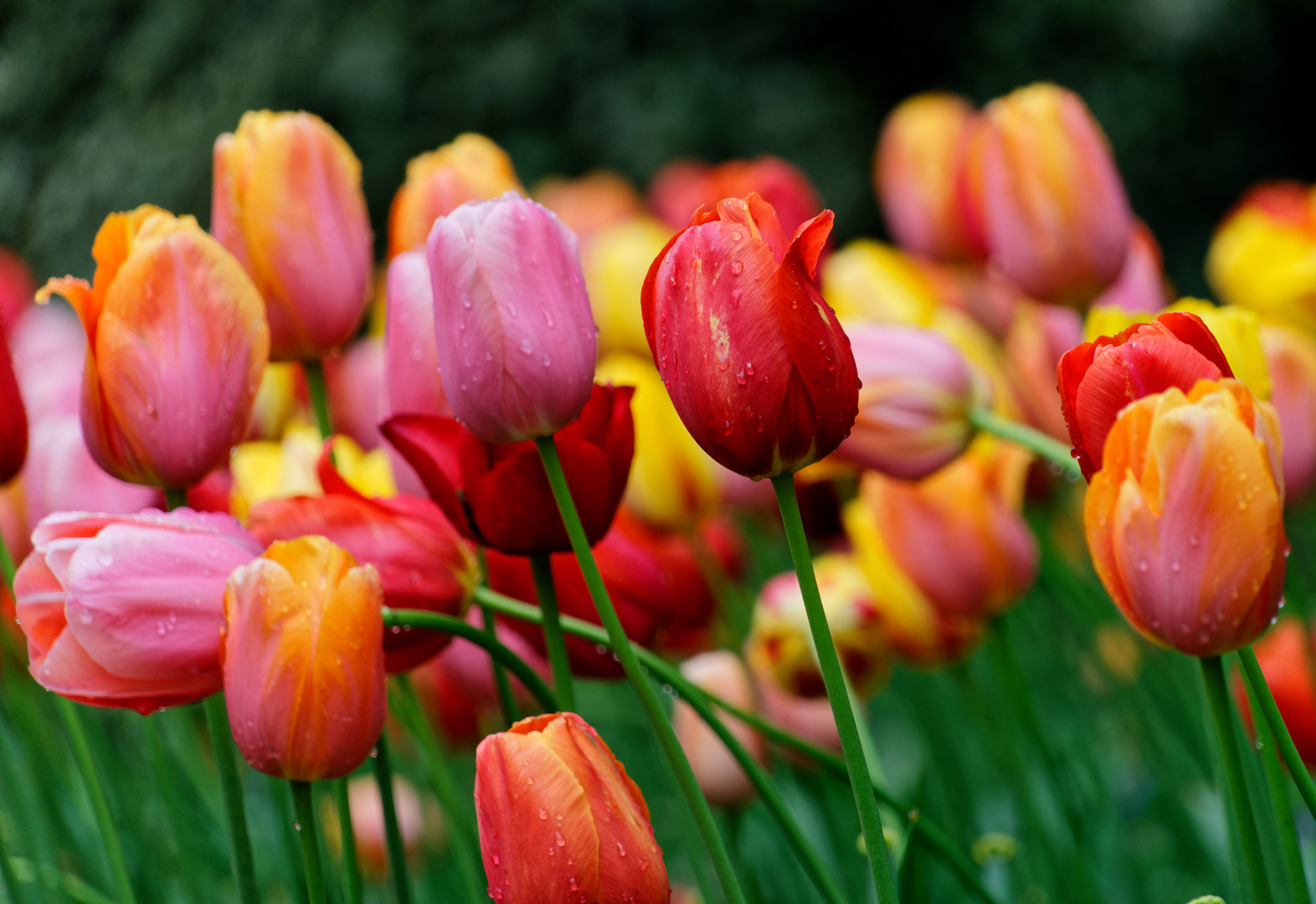 Buntes aus dem Arboretum