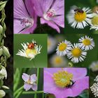 Buntes aus dem Garten zum Mittwoch