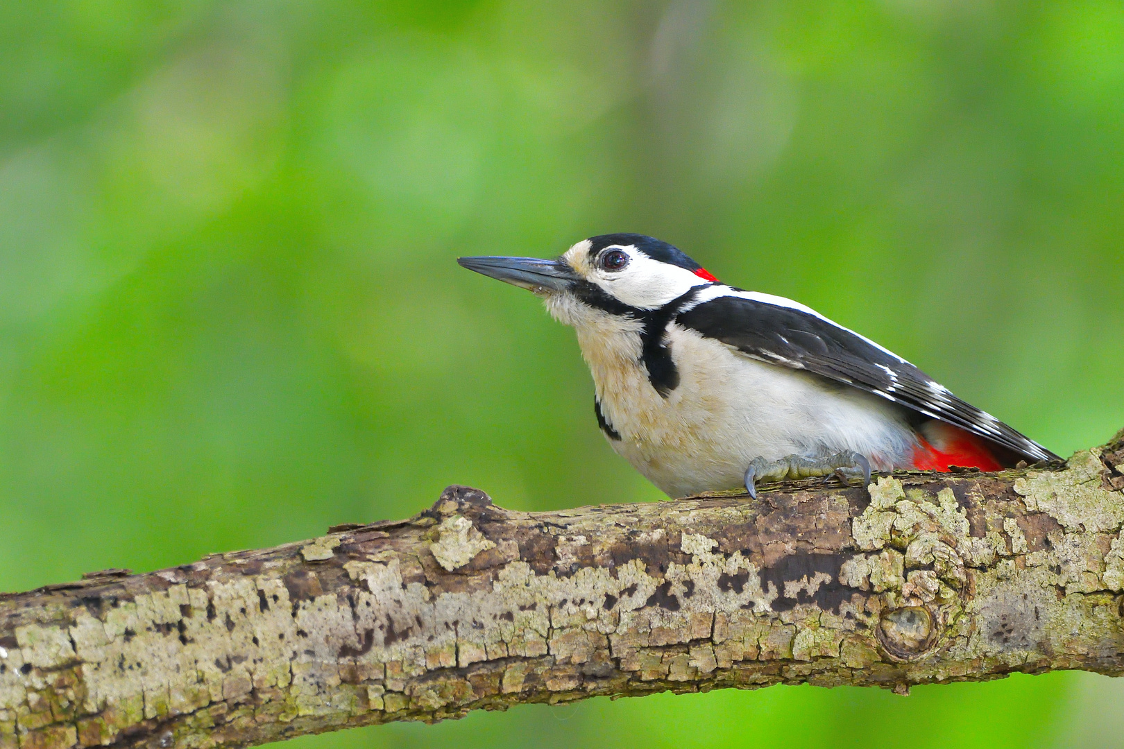 Buntes aus der Vogelwelt