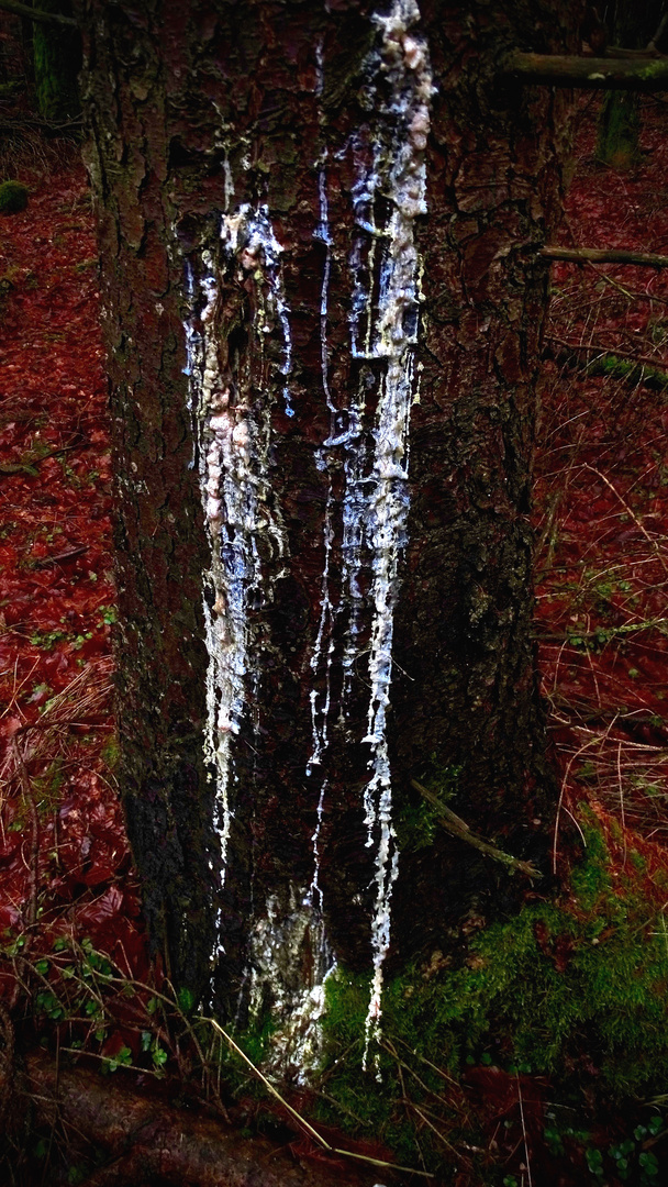 Buntes Baumblut