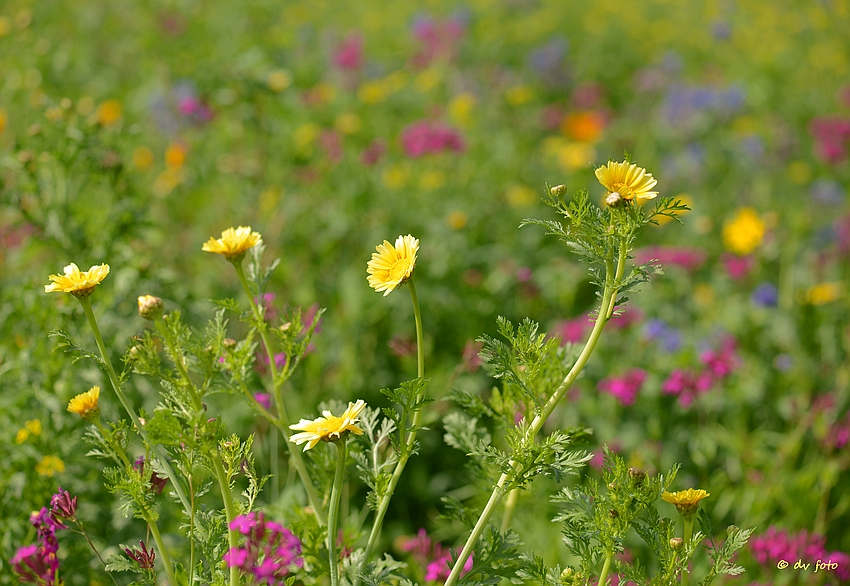 Buntes Beet