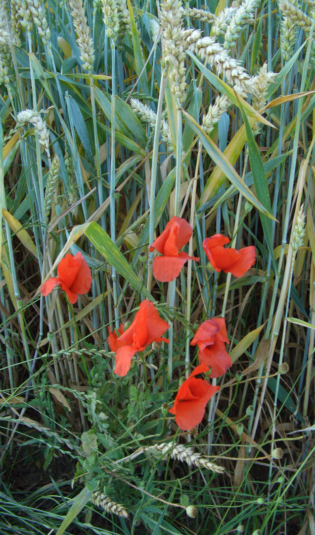 Buntes bei uns gleich hinter´m Haus