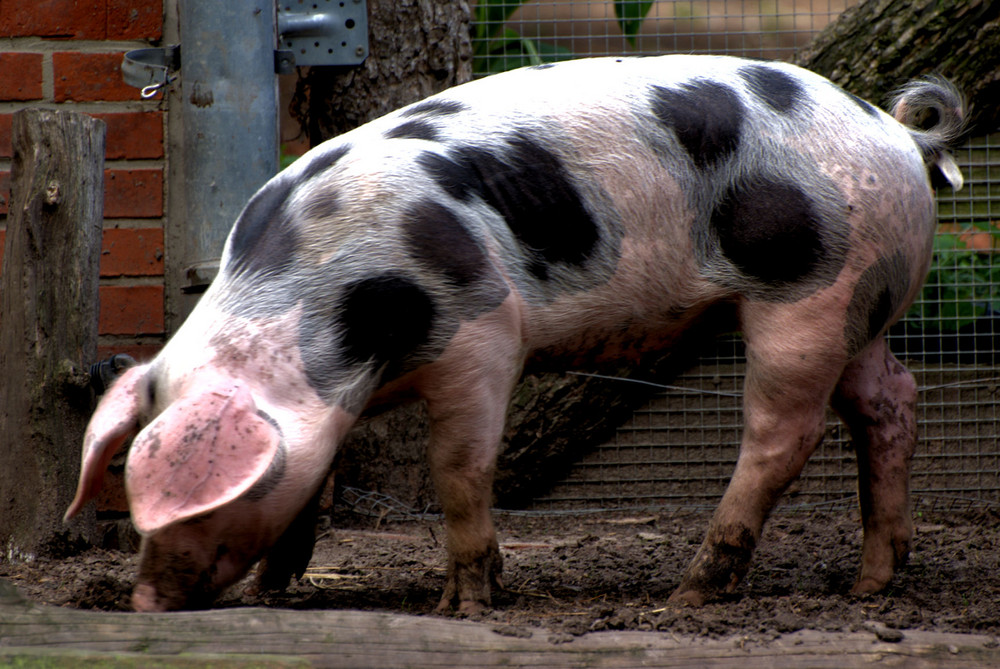 Buntes- Bentheimer- Schwein