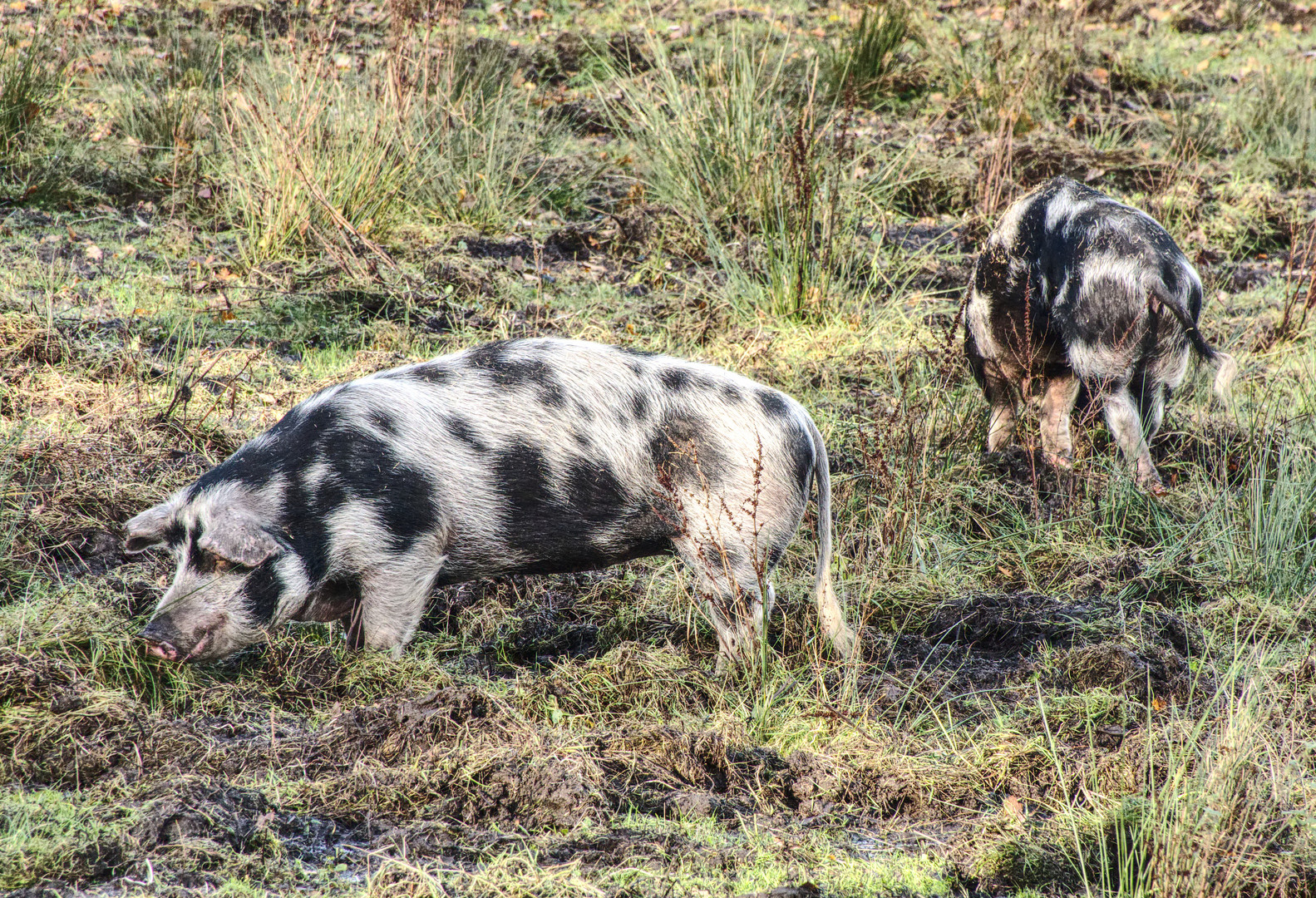 Buntes Bentheimer Schwein