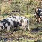 Buntes Bentheimer Schwein