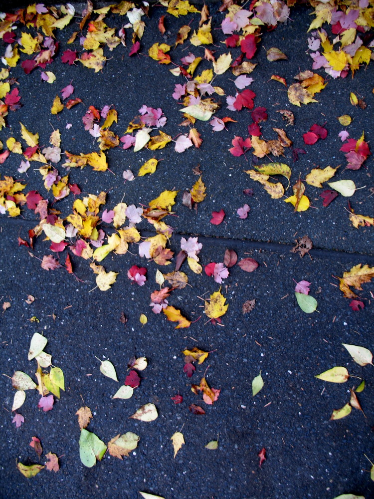 Buntes (Blätter-) Farbenspiel auf dem Asphalt.