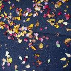 Buntes (Blätter-) Farbenspiel auf dem Asphalt.