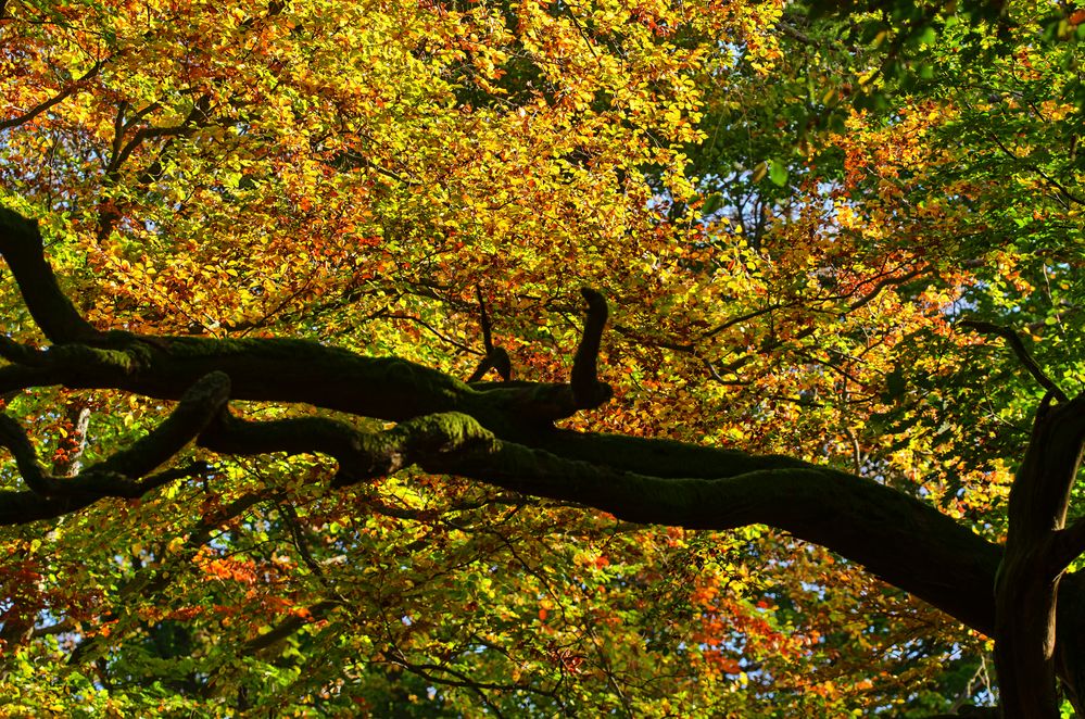 Buntes Blätterdach