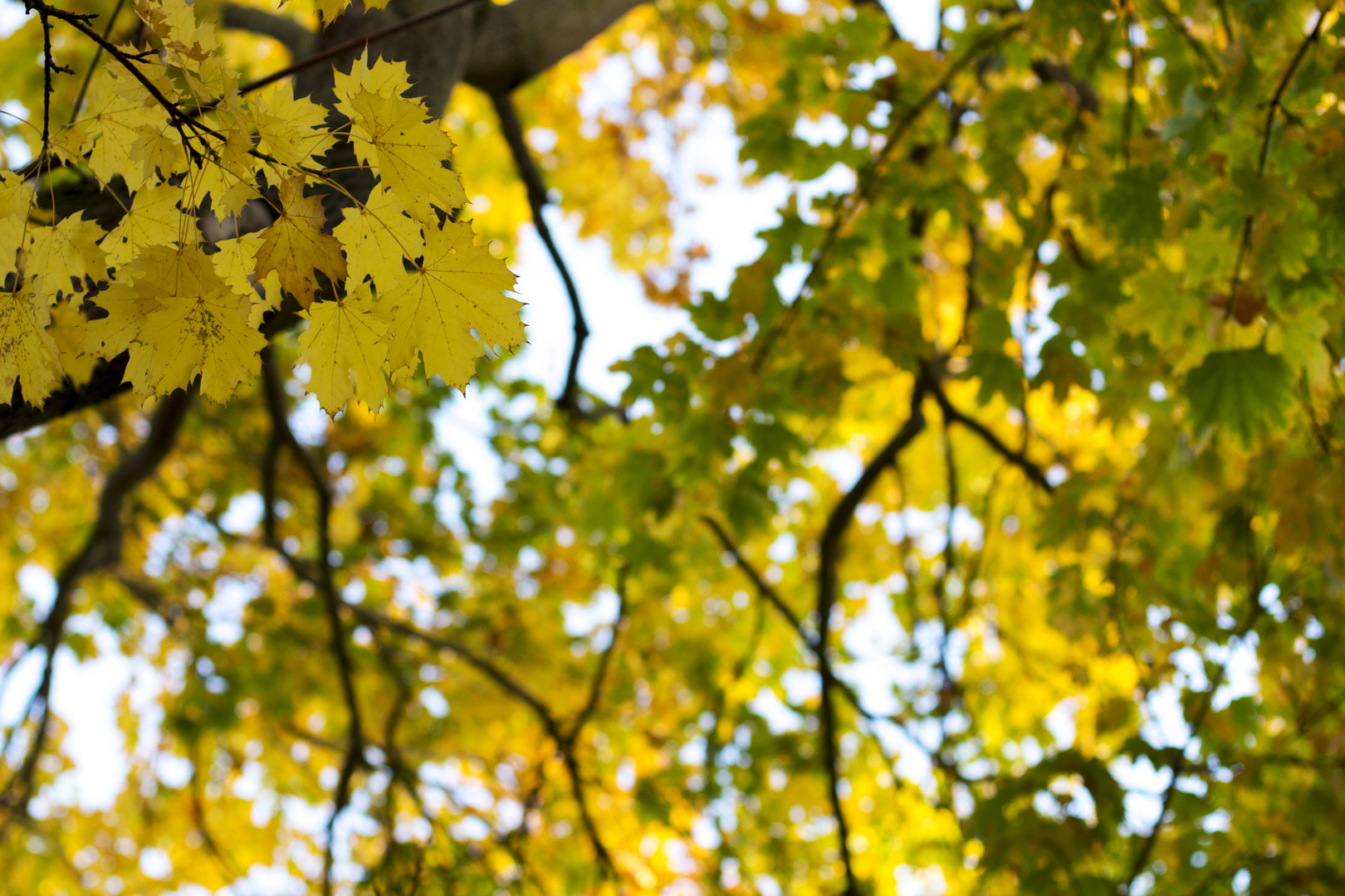 buntes Blätterdach