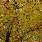 buntes Blätterdach im Herbst
