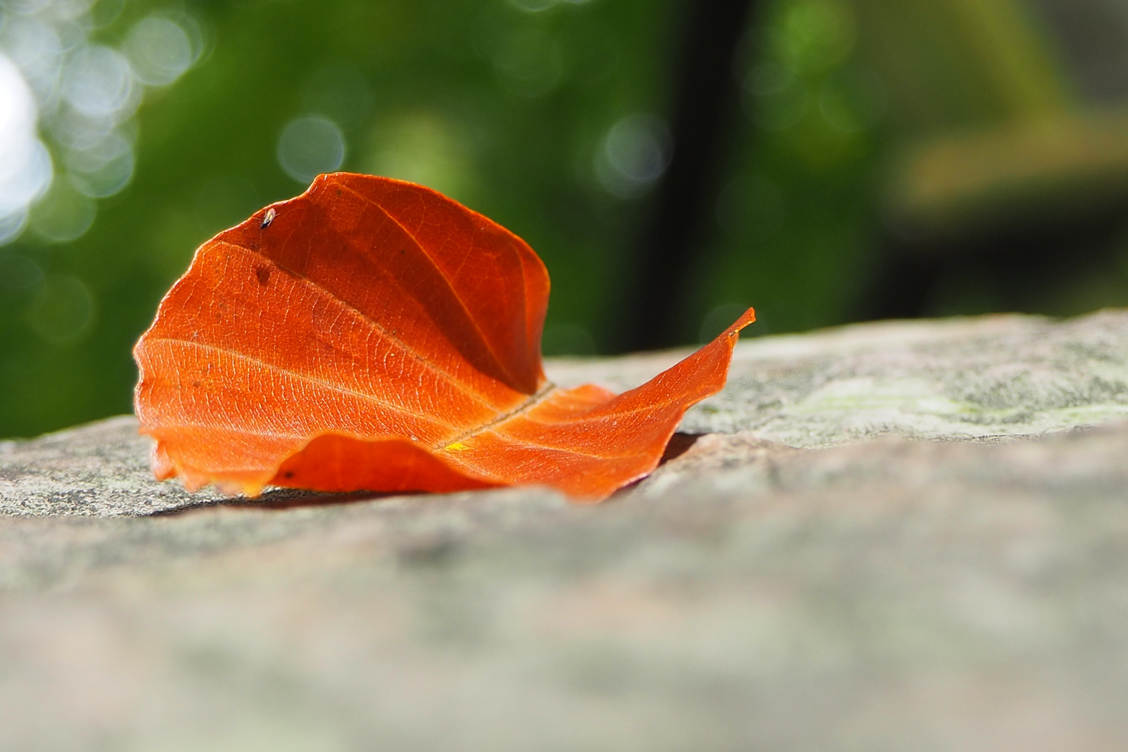 buntes Blatt