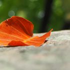 buntes Blatt