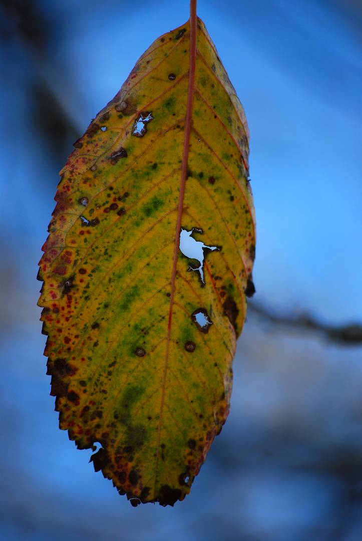 Buntes Blatt