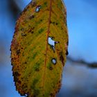 Buntes Blatt