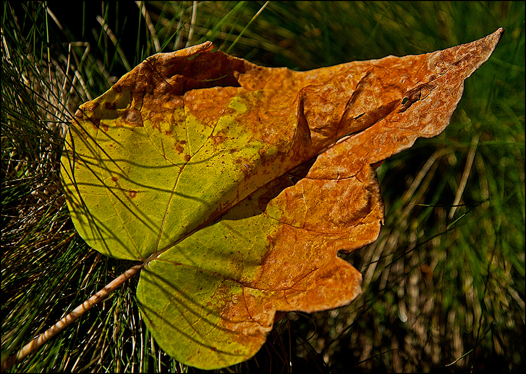 Buntes Blatt