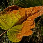 Buntes Blatt