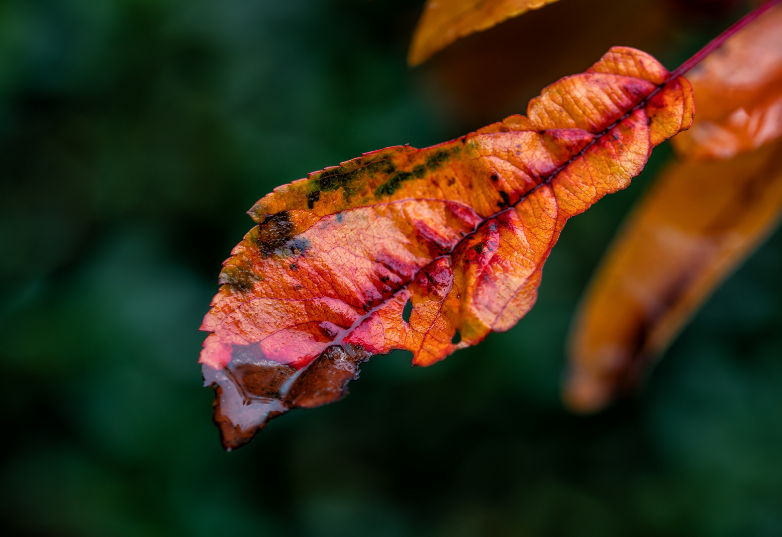 Buntes Blatt