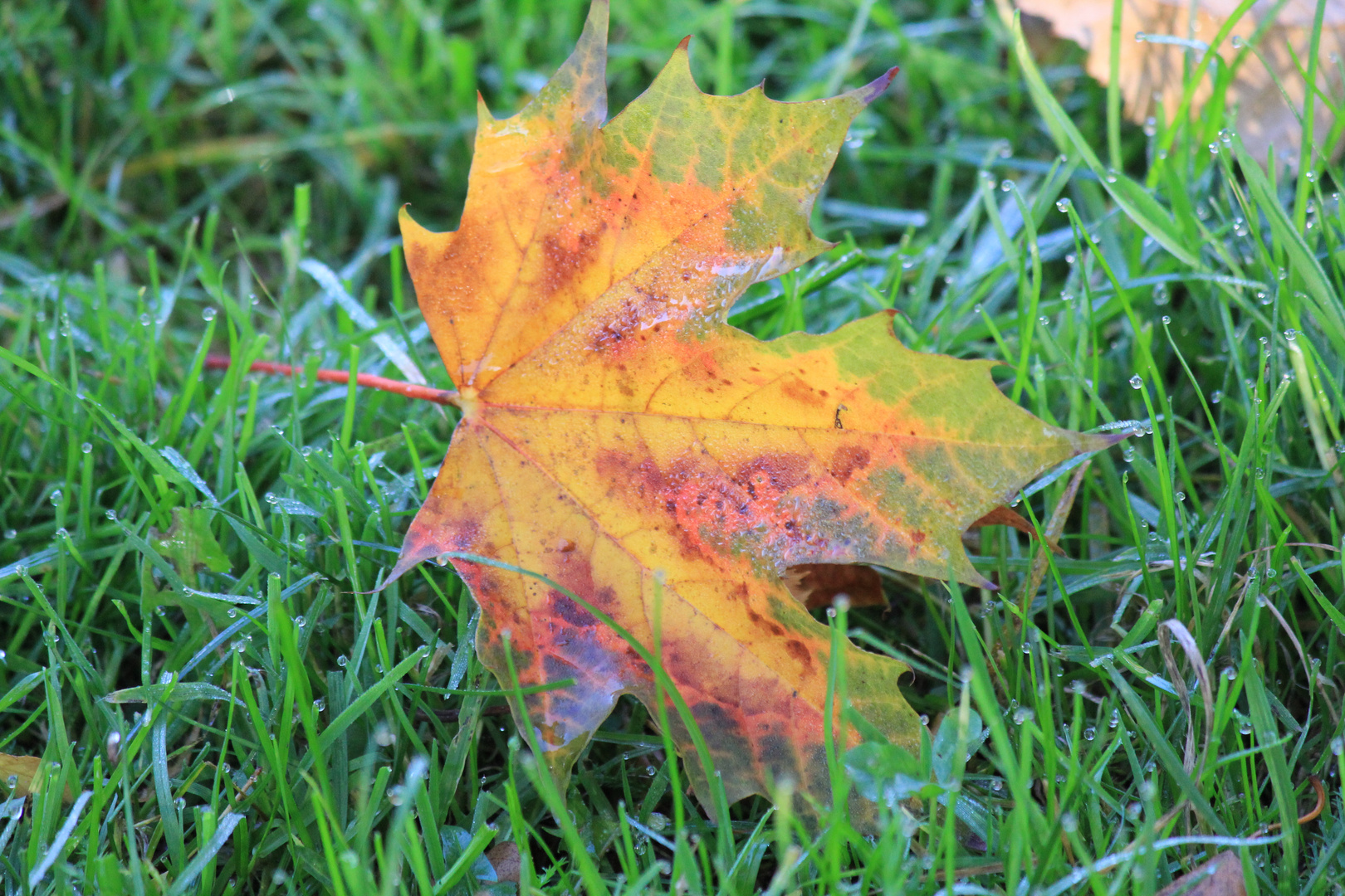 Buntes Blatt