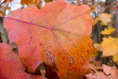 Buntes Blatt